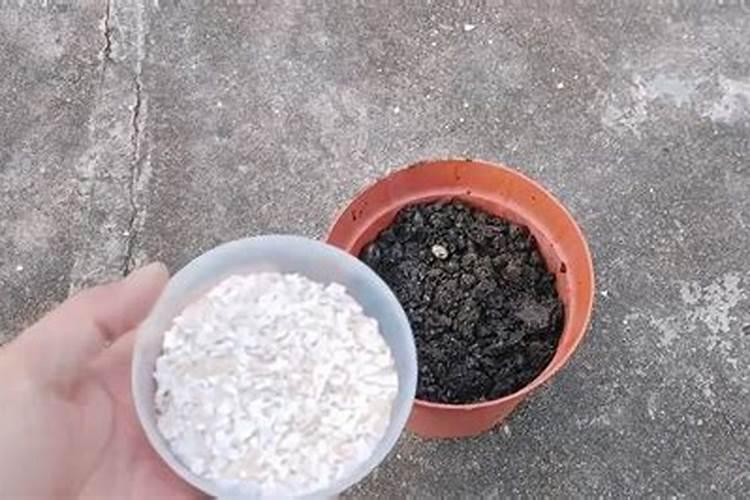 碗莲施钾肥的正确方法