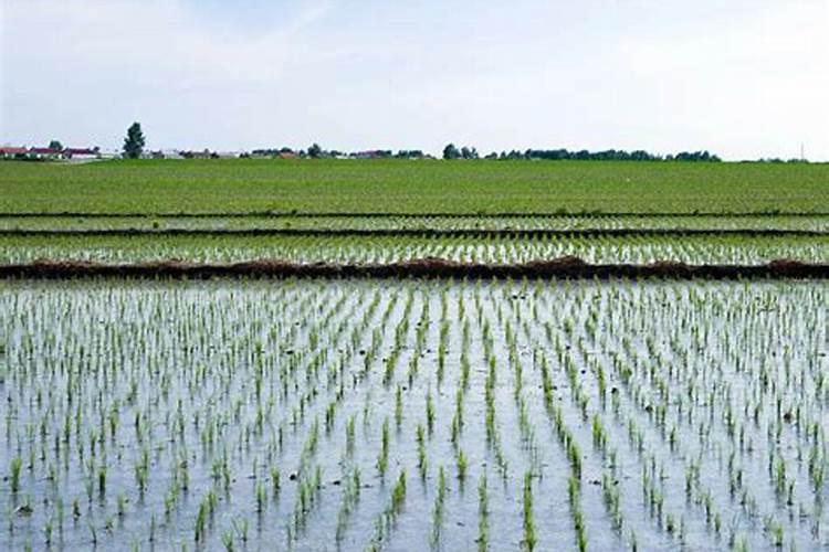 水稻施肥量和时间 水稻施肥用量和时间