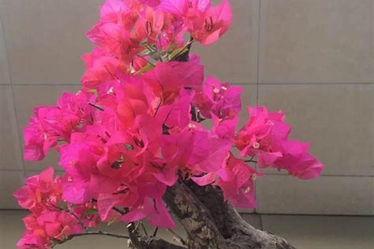 三角梅出芽后能控水吗