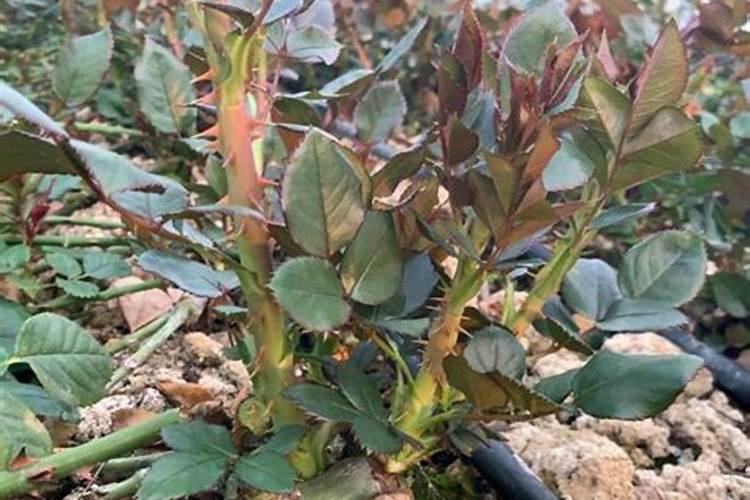 高氮水溶肥配方表