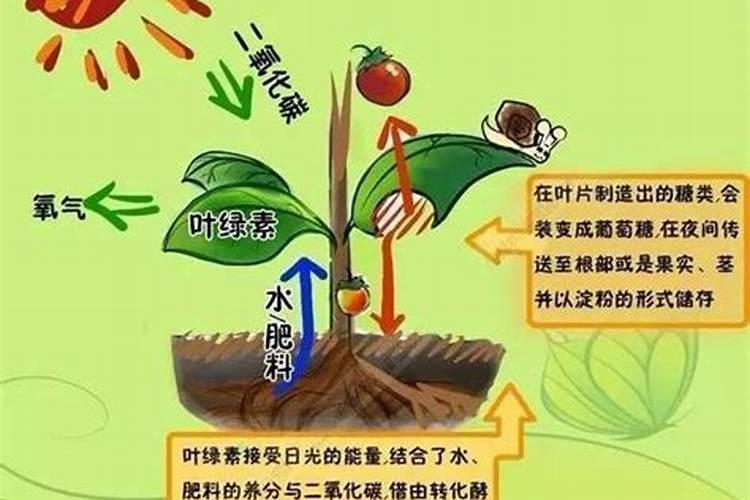 桔子皮能放花盆里做肥料吗