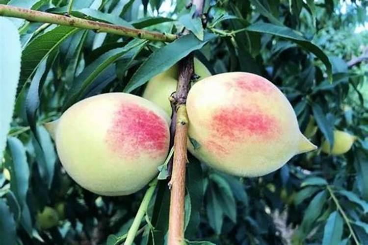 草莓打完赤梅素多久可以打其它叶面肥