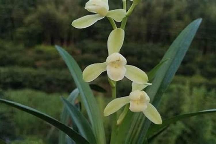 新栽兰花叶面可以喷水吗