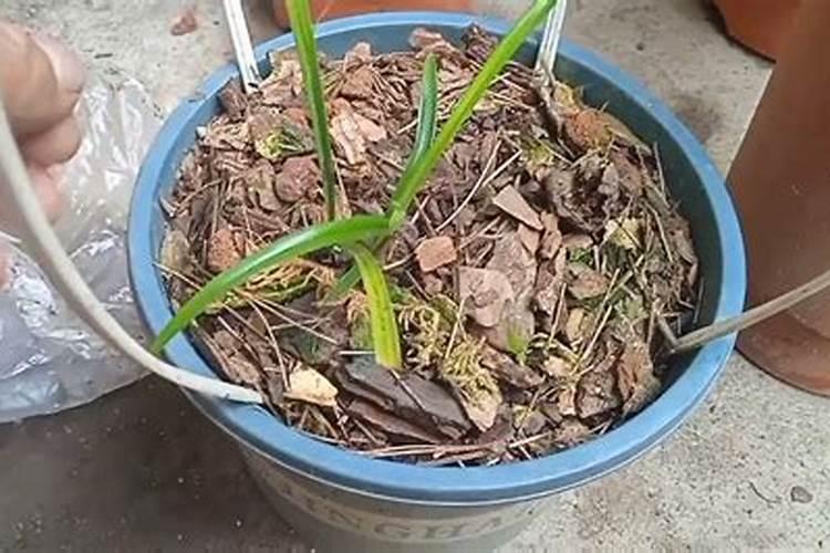 兰花花期如何管理