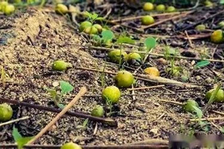 辣椒最忌施什么肥料