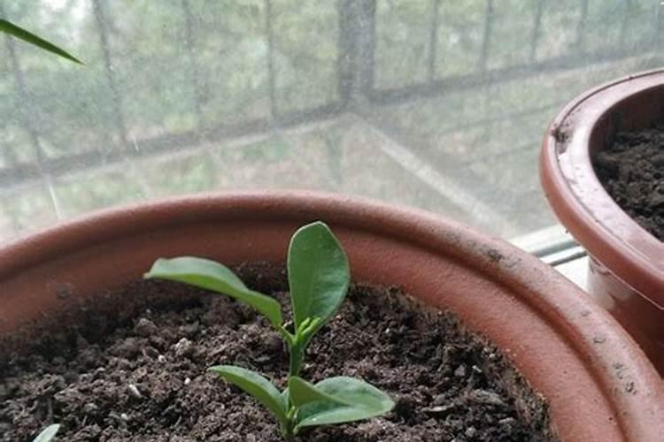 成年桔子树,每亩需要,氮磷钾多少公斤？