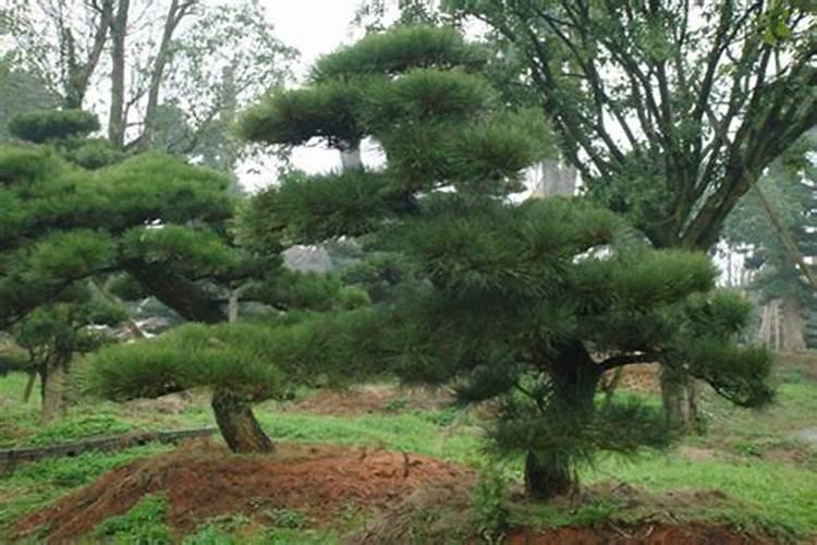 黑松浇水过多叶子黄了怎么救