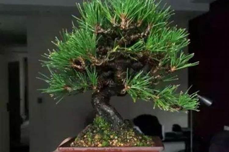 黑松叶子发黄干枯还有救吗？