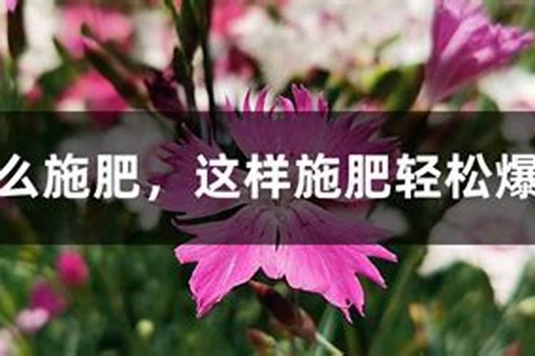 植物营养液怎么用