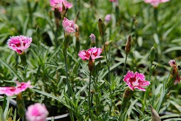 石竹梅鲜切花怎么种植