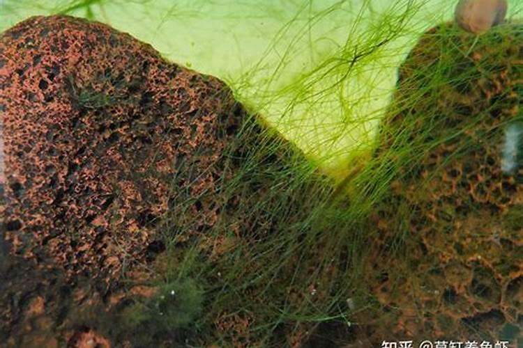 如何种植睡莲果实