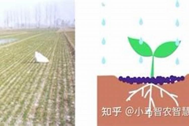 马蹄莲只长叶不开花怎么办