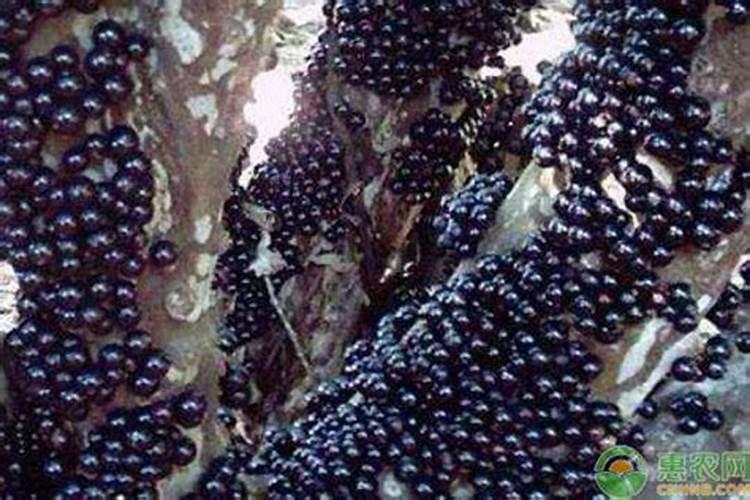 嘉宝果种植过程中最不适合用的三种肥料是啥