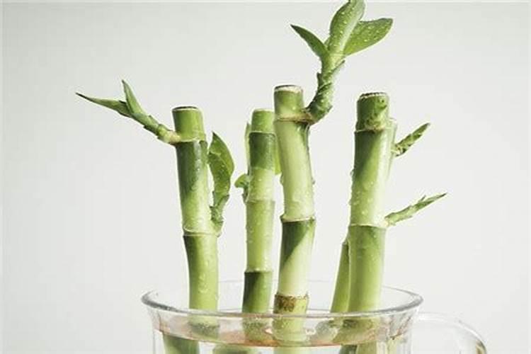 国营农场有哪些