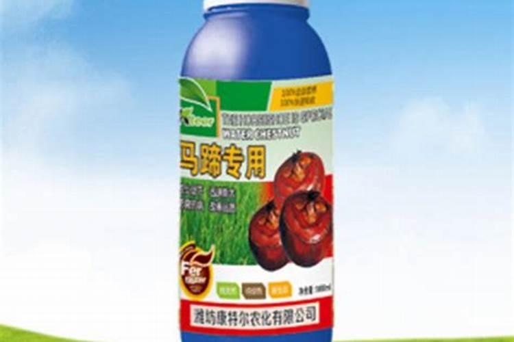 马蹄苗枯黄是否与浮萍盖复有关联