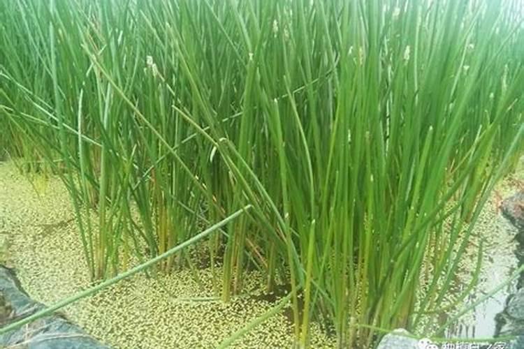 种植马蹄亩用苗多少