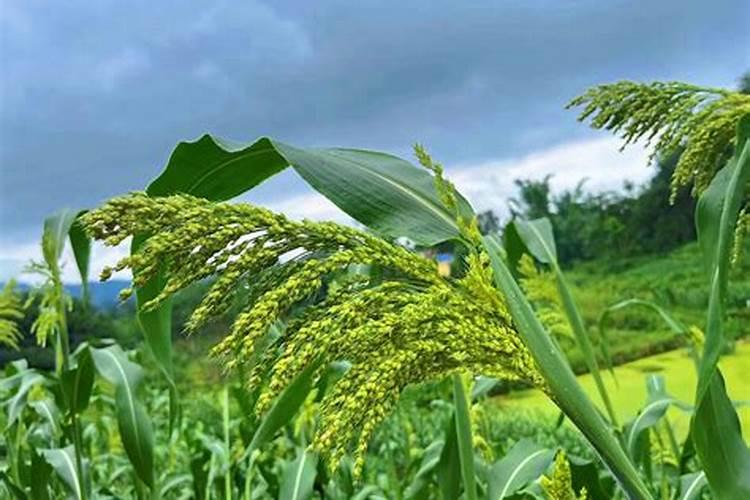 高粱用什么肥料好