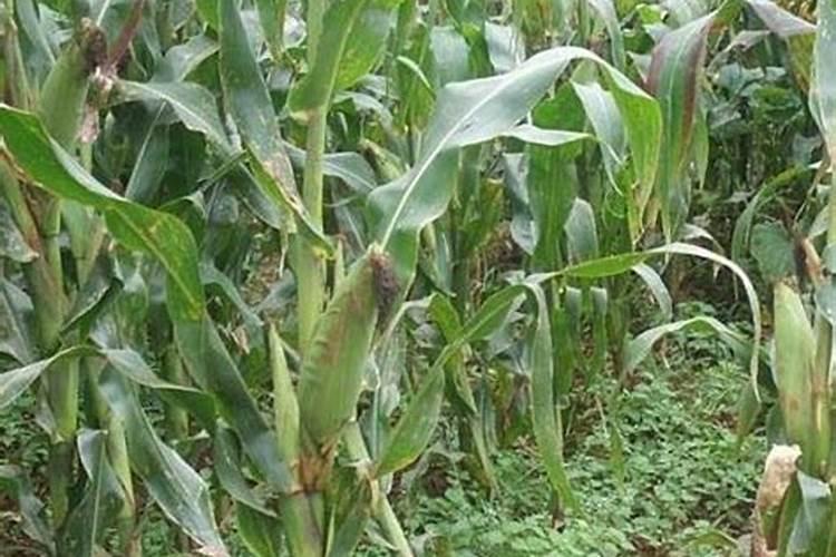 硅肥在水稻的作用及使用方法,什么时候喷施比较好