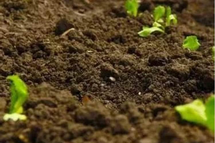 有机肥料是指什么肥料 使用有机肥料的好处有哪些