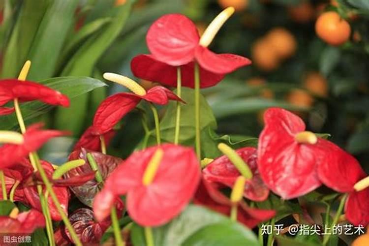 红掌用什么肥料最好(养护红掌的正确方法)