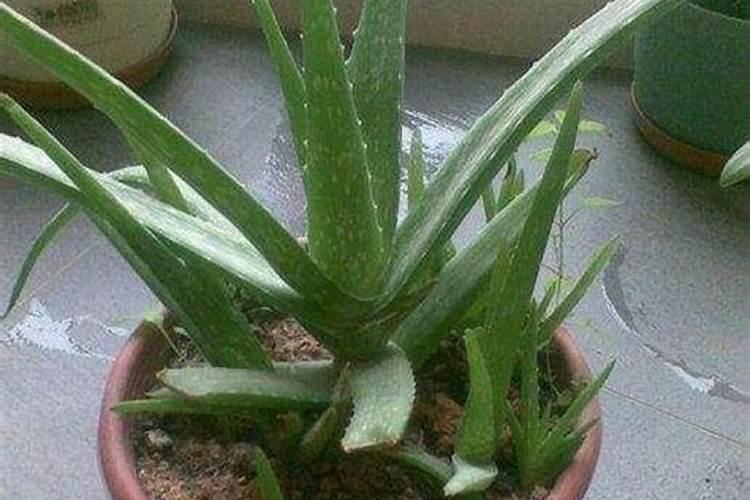 复硝酚钠可以和金大棒,磷酸二氢钾,尿素一起喷施玉米苗儿吗？