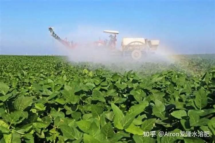 玉米什么时候打叶面肥好 使用方法有哪些