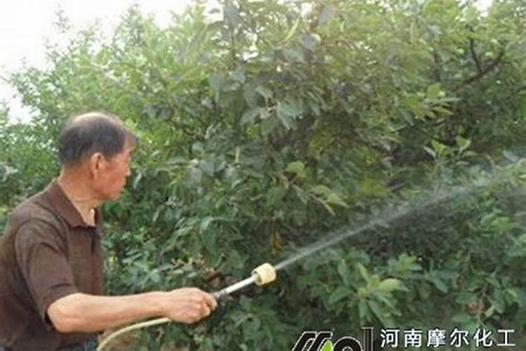 聚谷氨基酸和氨基酸叶面肥哪个好