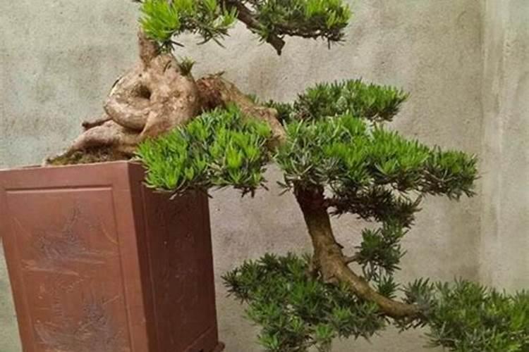 求助各位罗汉松施什么肥好？谁知道？