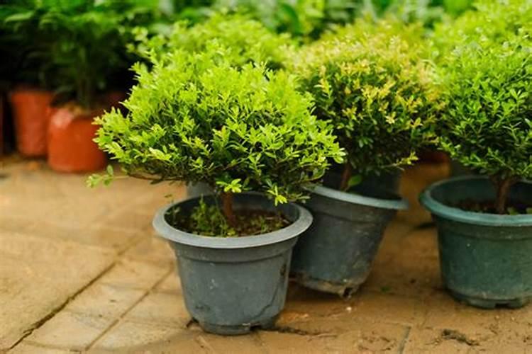 水培绿萝用什么肥料