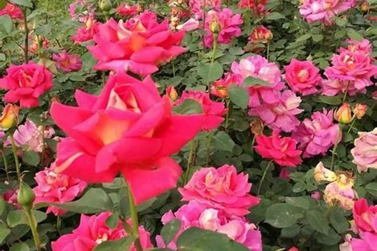 花椒水可以浇花吗