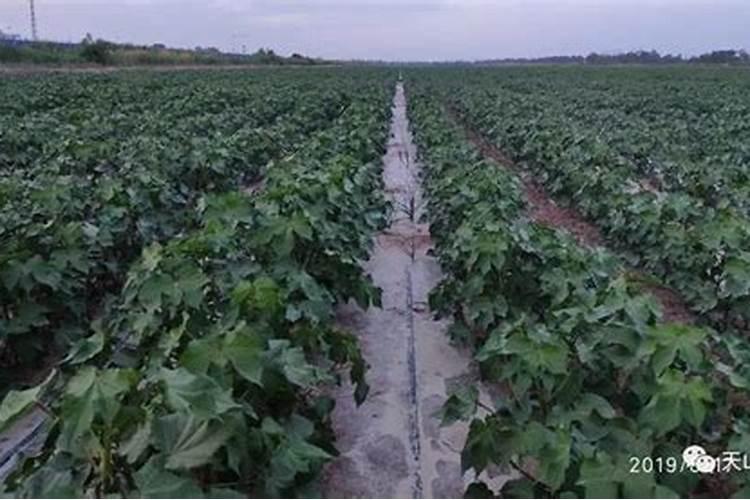 新疆最棒的肥料在哪买？