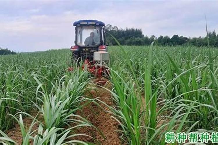 阳光玫瑰全年施肥管理 一年施肥要领有哪些