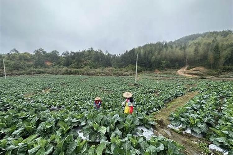 国内比较好水溶肥厂家有哪些