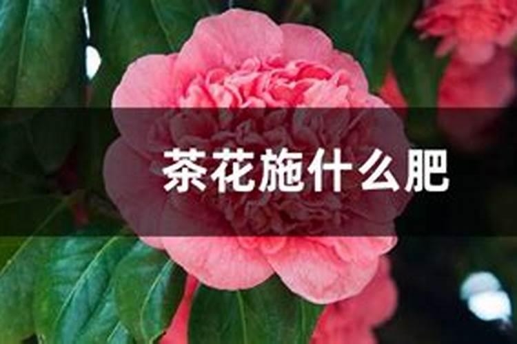 土豆能打芸苔素吗