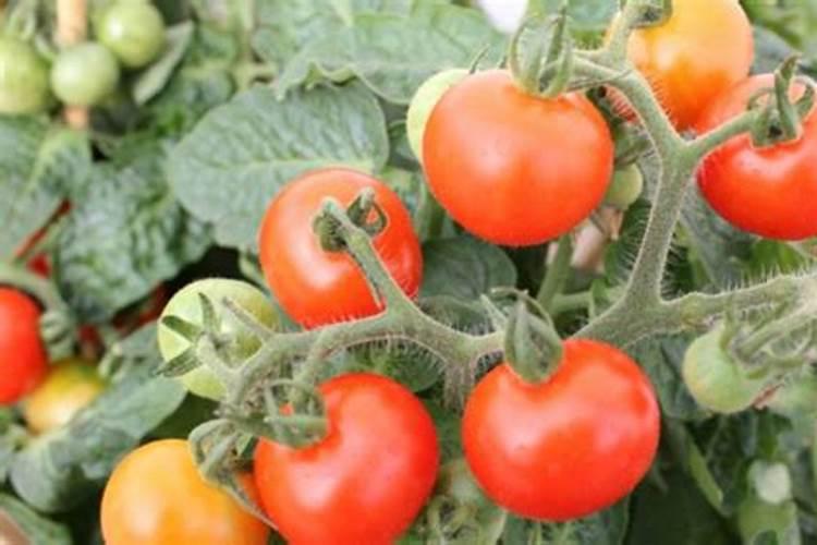 千禧果怎么种植和管理