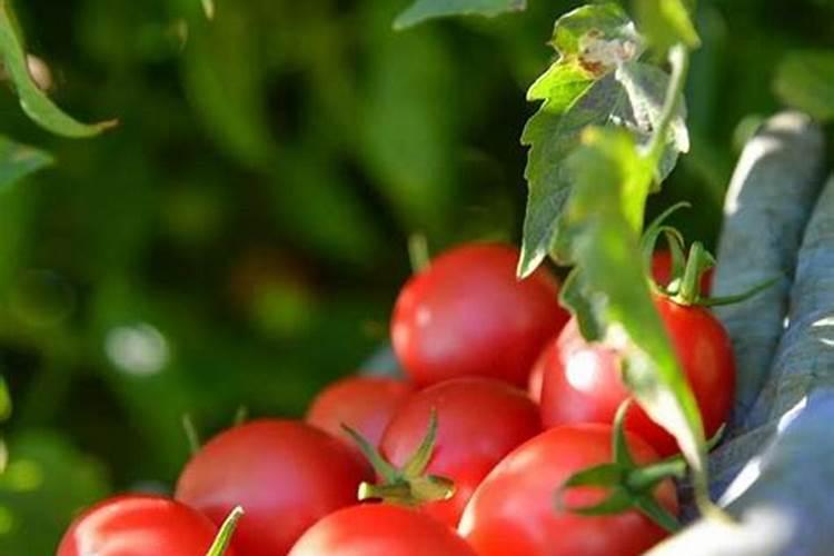 樱桃小番茄施肥要合理,樱桃小番茄怎么施肥？