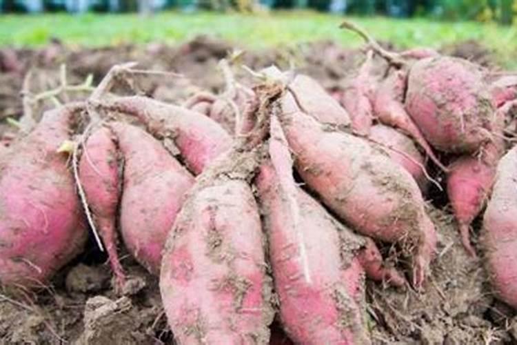 红薯基肥怎么施肥？红薯的追肥次数与方法分别是什么？