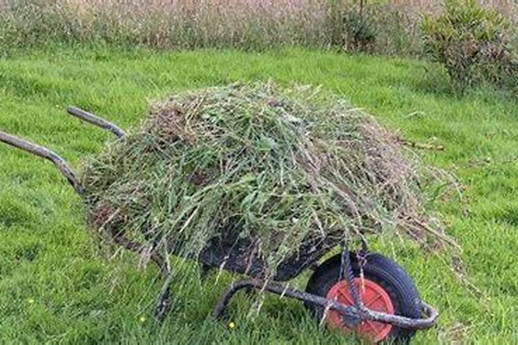 果树结果期用哪种水溶肥效果好？果树膨大期施肥怎么施？