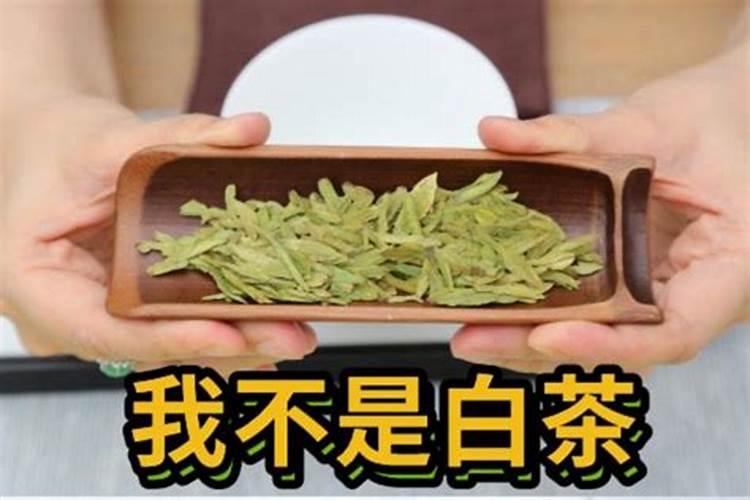 安吉白茶园在越冬期为什么出现枯梢？