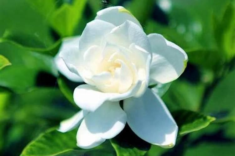 栀子花冬天需要施肥吗