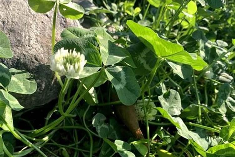 根茎类追使什么肥料好