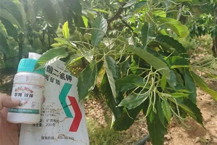 板栗树用什么叶面肥好？