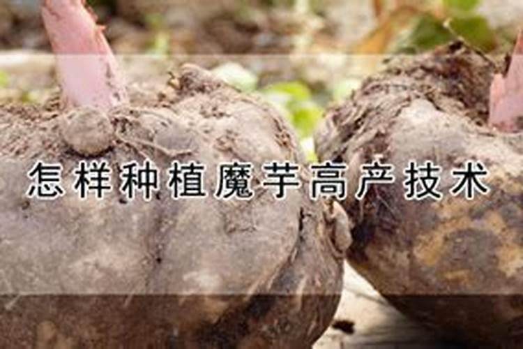 【铁棍山药】的功效与作用