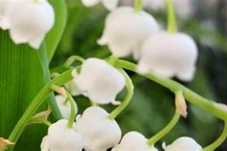 老鸦柿怎么养长的好