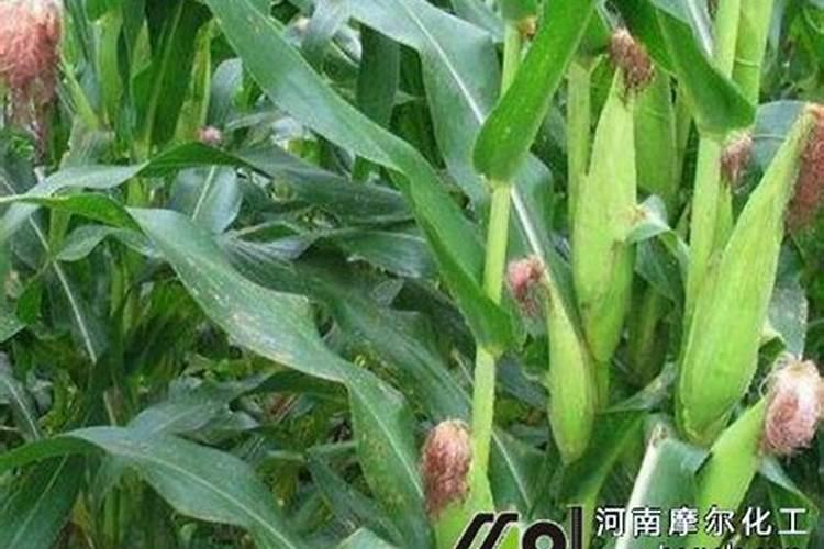 玉米水溶肥的使用方法