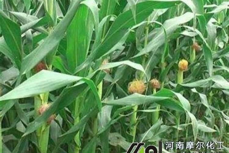 复硝芬钠加玉米有机水溶肥玉米幼苗期各配多少克