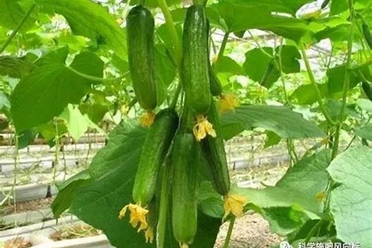 冬枣脱青发白发红