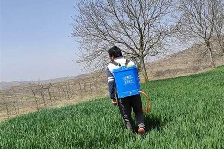 花铃期棉花旺长磷肥滴几斤钾肥滴几斤尿素滴几斤