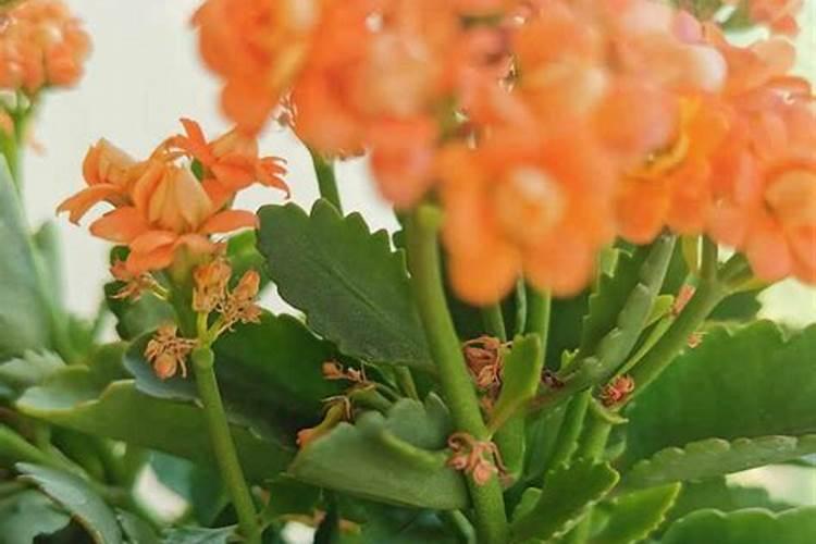 长寿花有花苞了能施肥吗