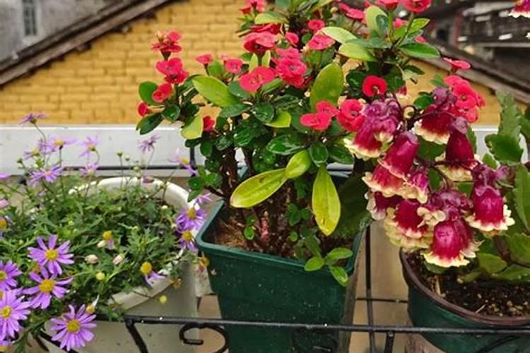 兰花如何用硼肥